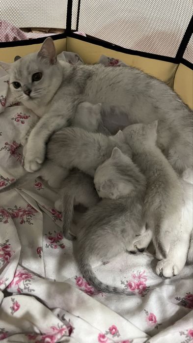 Британская Серебристая Шиншилла