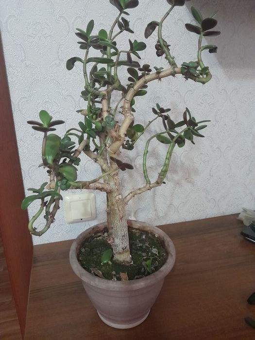 Денежное дерево толстянка