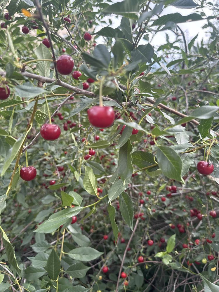 Продам вишню дачную