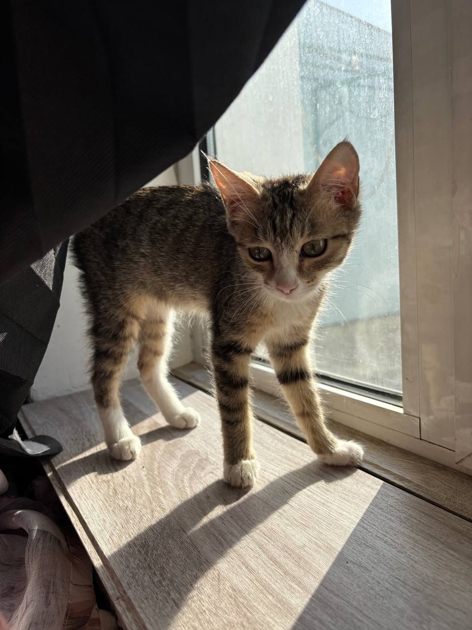 В добрые руки, котёнок