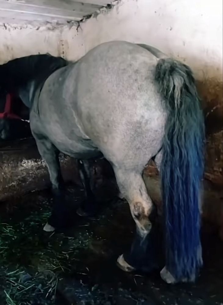 Vand/iapa dela miutescu 4 ani pret la tel