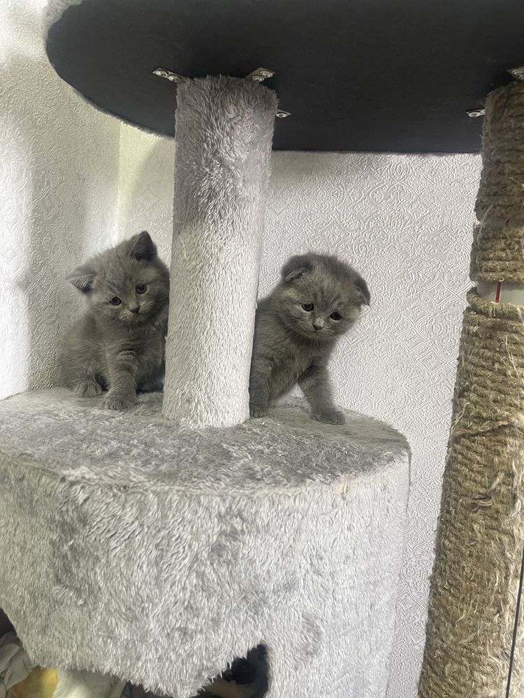 Продаются котята