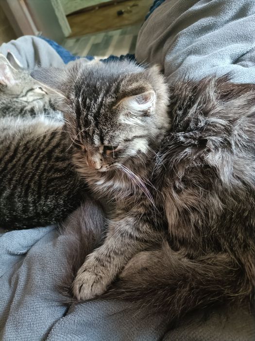Отдам котят в добрые руки