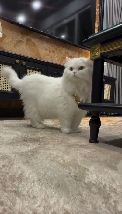 продается Турецкий Ангора кот