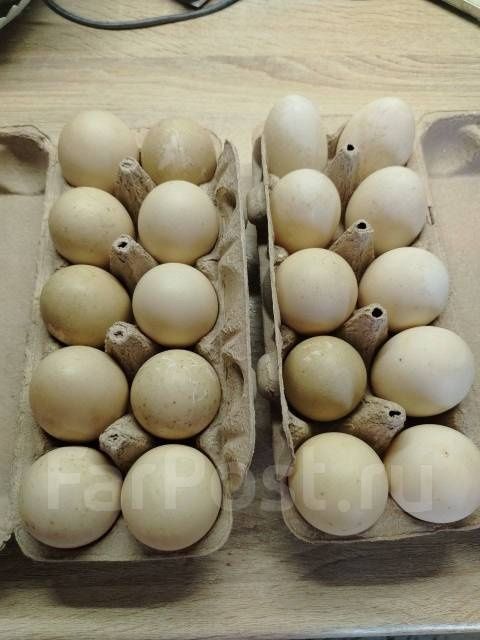 Продам Яйца утинные