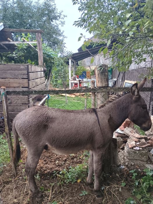 Magar tanar talie mijlocie