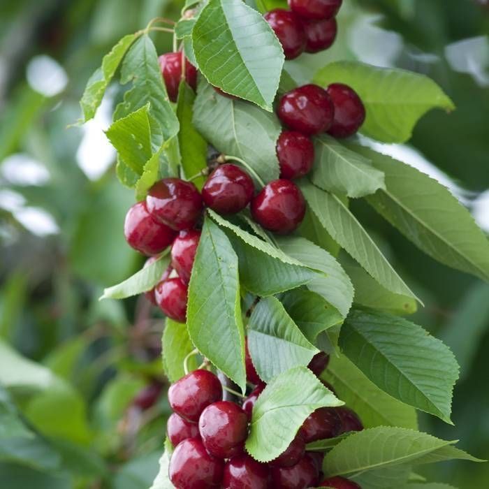 Pomi fructiferi columnari!