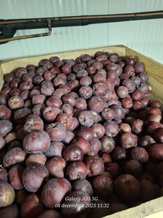 Mere de vanzare negociabil.