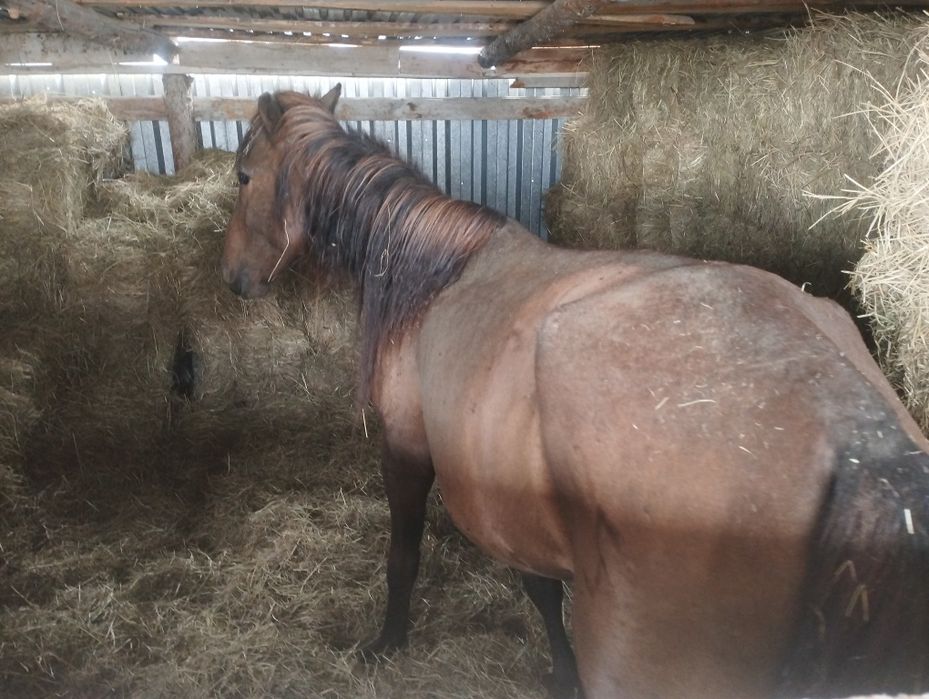 Дөнежүн байтал сатылады