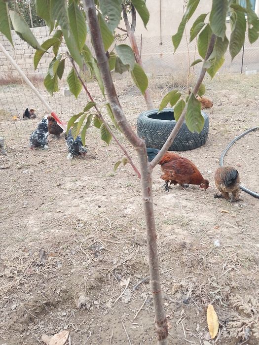 Петухи,япошки!!!8 штук разные