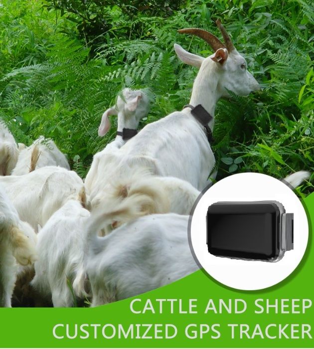 GPS за кози и овце - тракер / tracker с БЕЗПЛАТНО онлайн проследяване