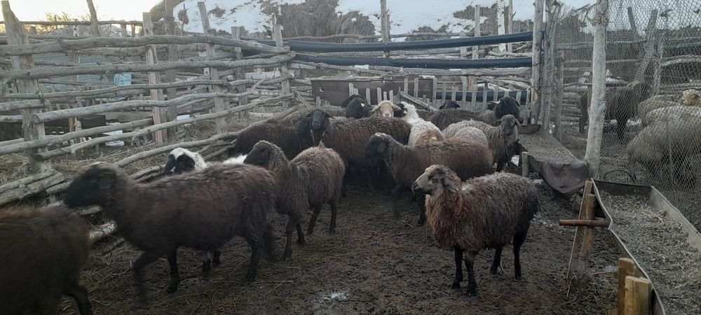 Продам баран, тоқты, саулық қой