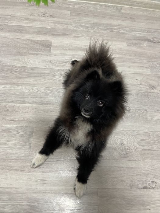 Продам собачку породы Померанский Шпиц