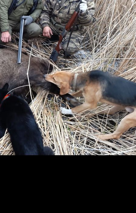 Продам гончию сабаку