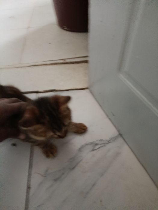 Одам Катенька в хорошии руки