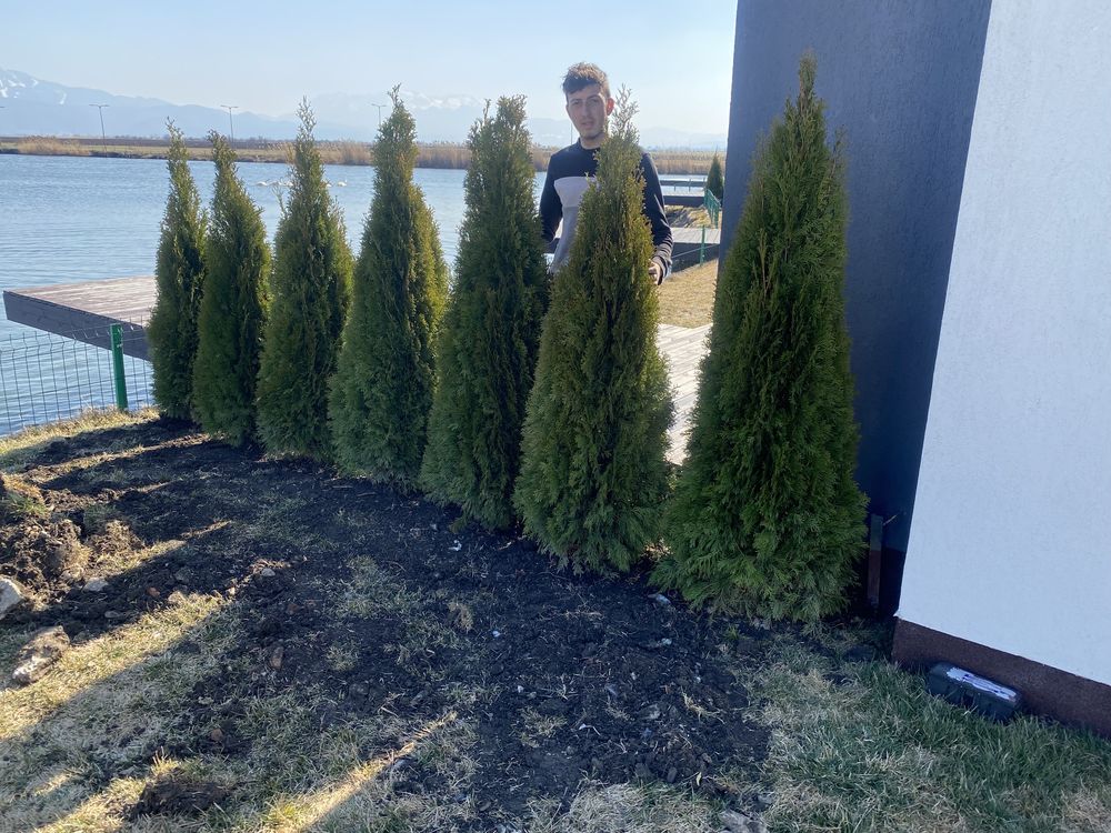 Tuia thuja smaragd smarald
