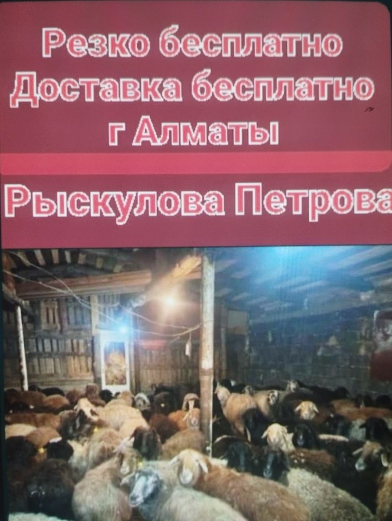 Бараны Кой кои бараны (24/7) продается + Доставка бесплатно резки бесп