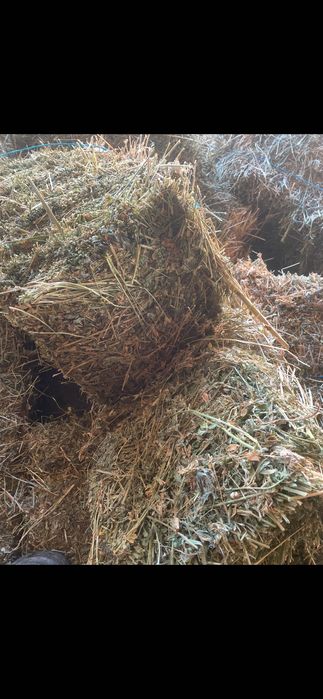 Vănd Baloti de lucernă dreptunghiulari