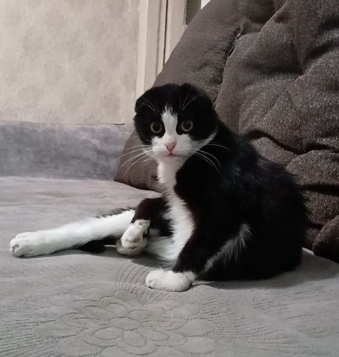 Отдам котят бесплатно