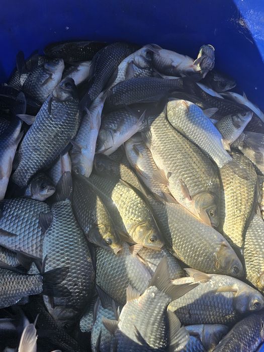 Crap romanesc vara 3