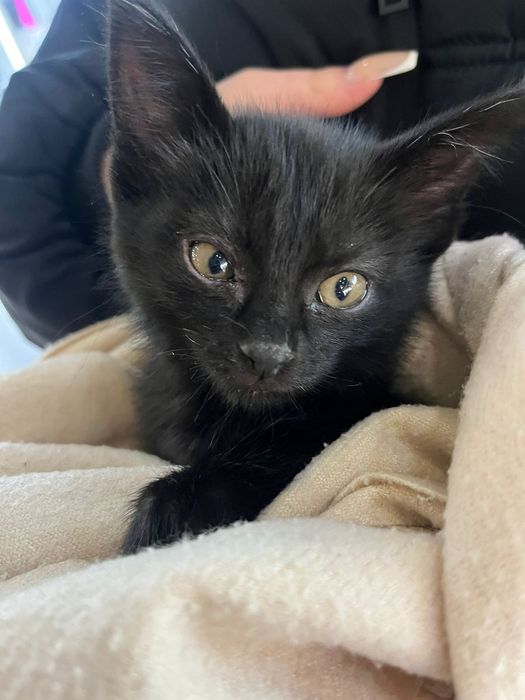 Ищем дом для котёнка