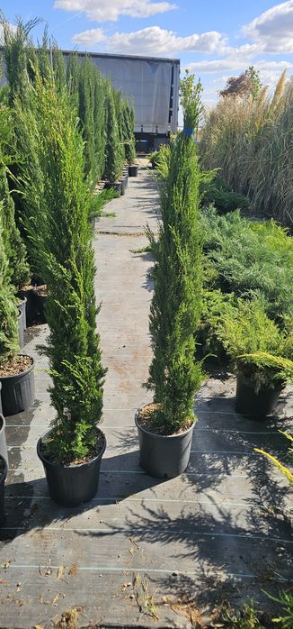 cupressus sempervirens ( chiparos toscana )