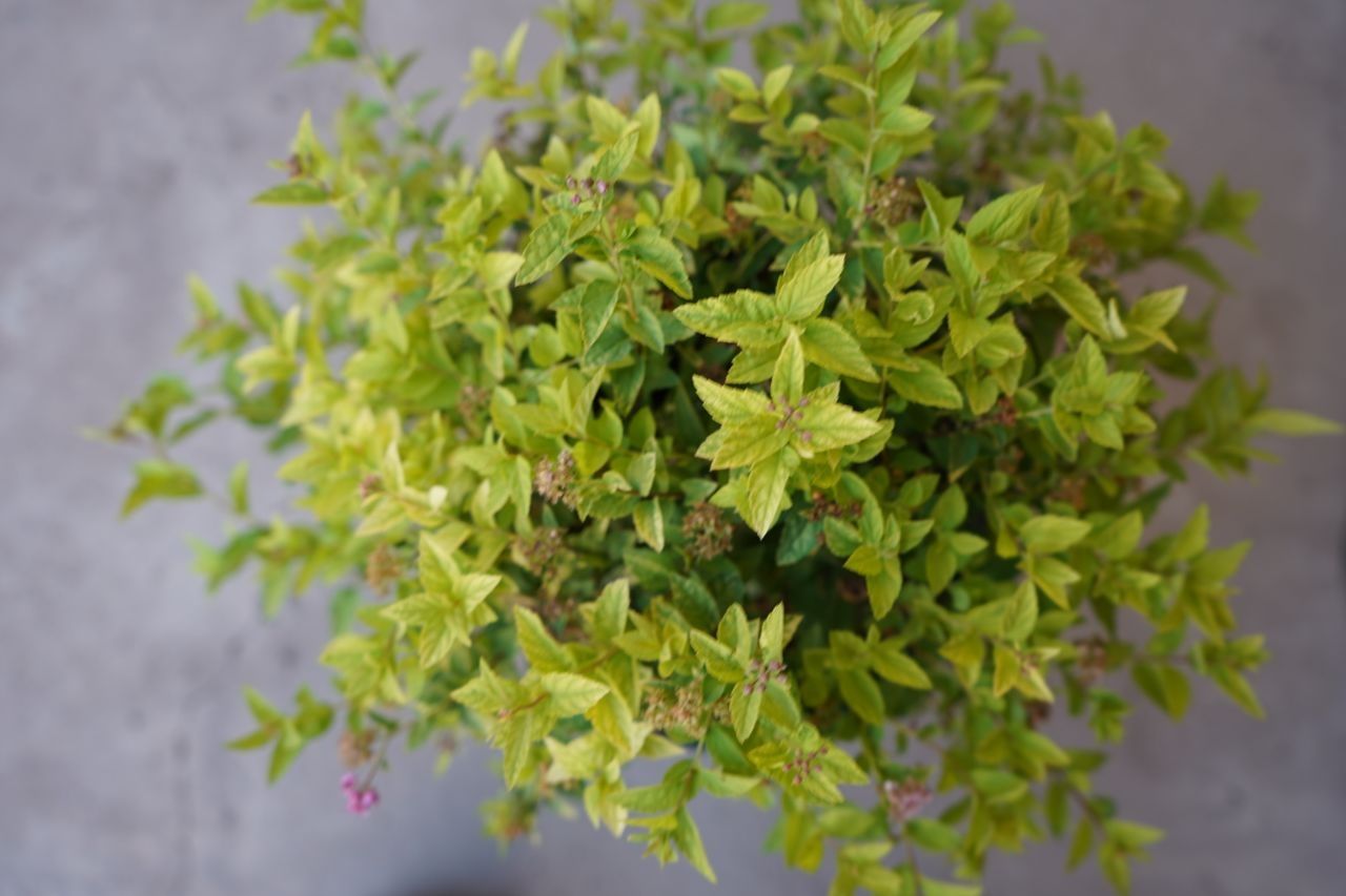 spirea golden princ спирея японский