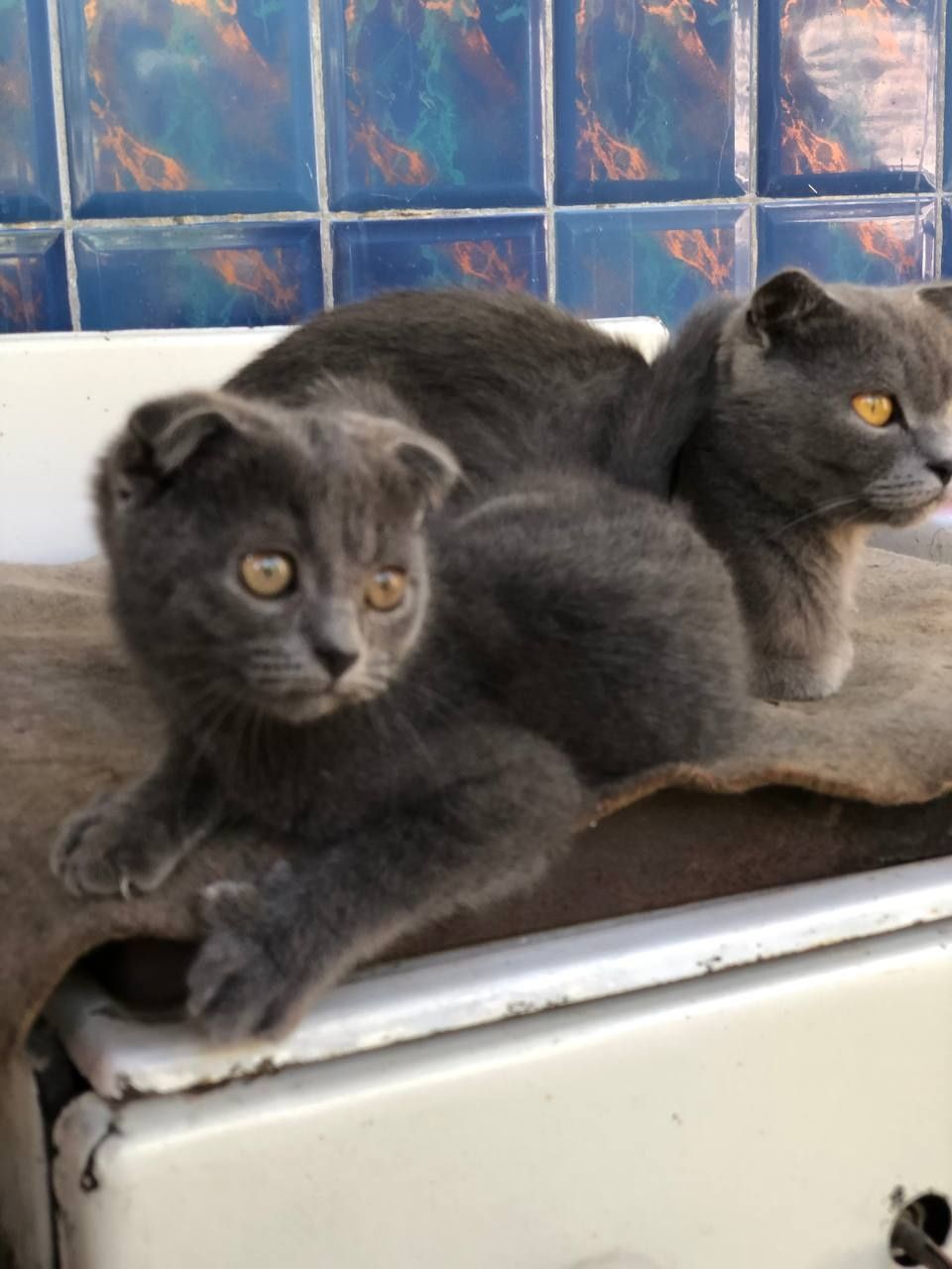 Скотиш Фолд сотилади