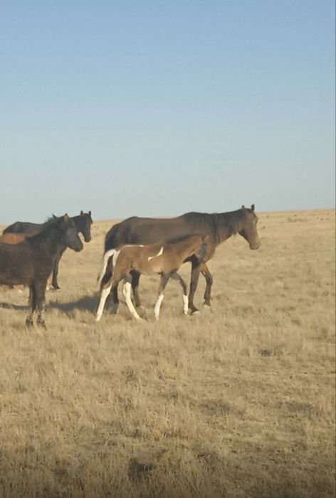 Құлынды бие сатылады