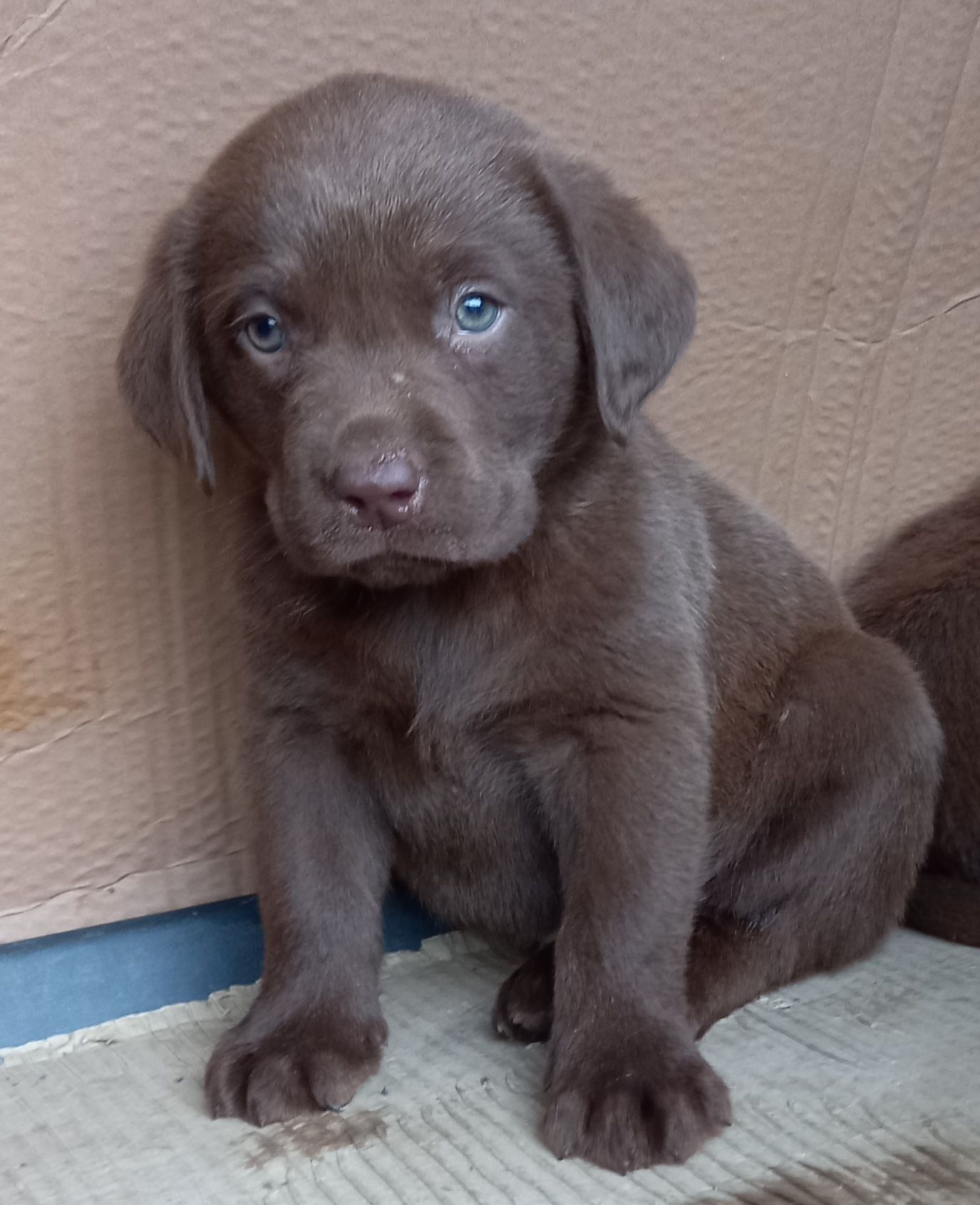 Labrador ciocolatiu