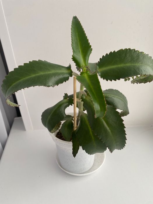 Продам лечебное каланхоэ