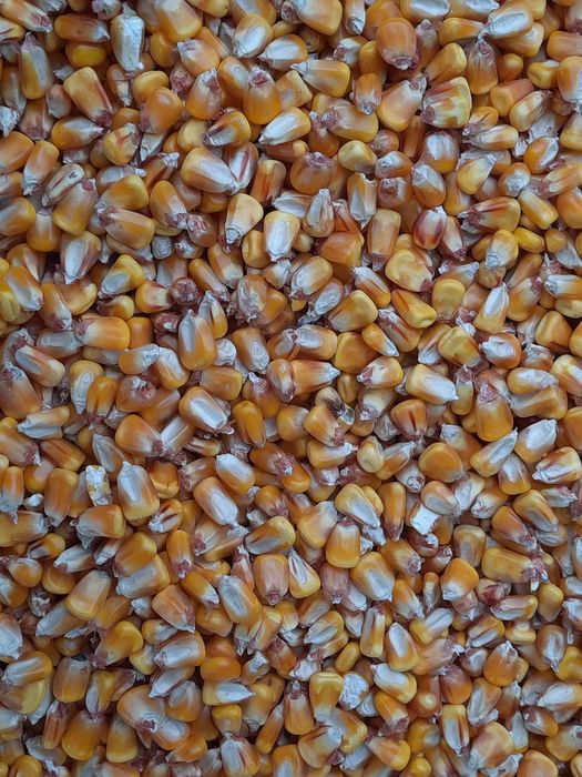 Vând porumb recolta 2025.