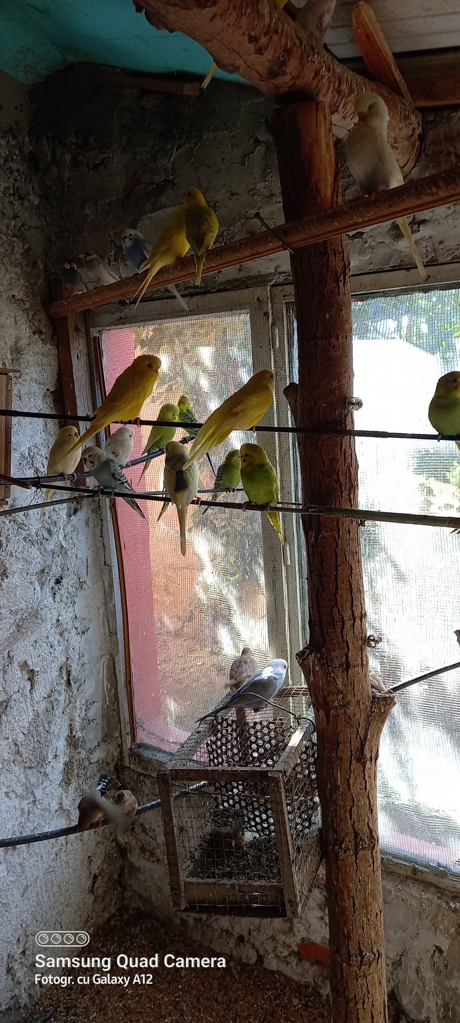Papagali Peruși și Zebre