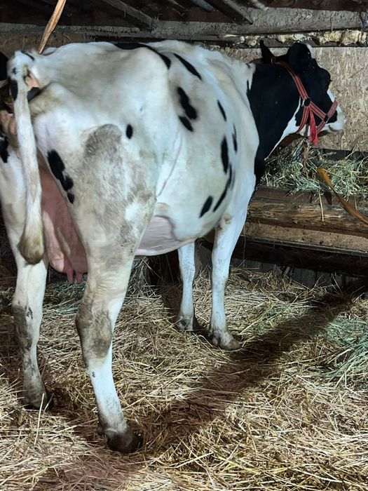 Vând văcuțeeeeeee