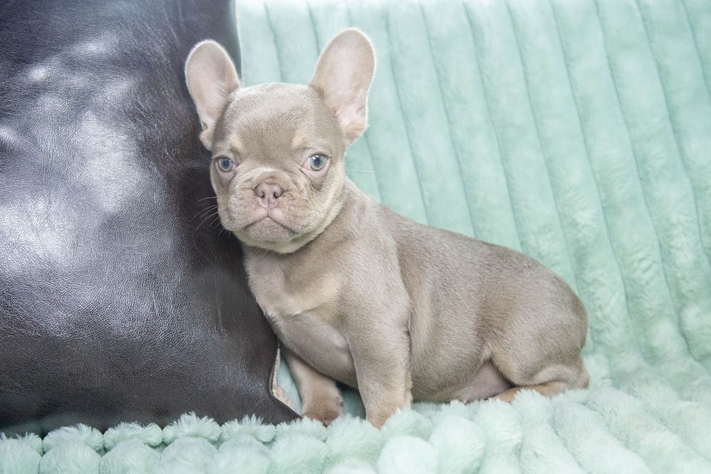 bulldog francez isabella tan