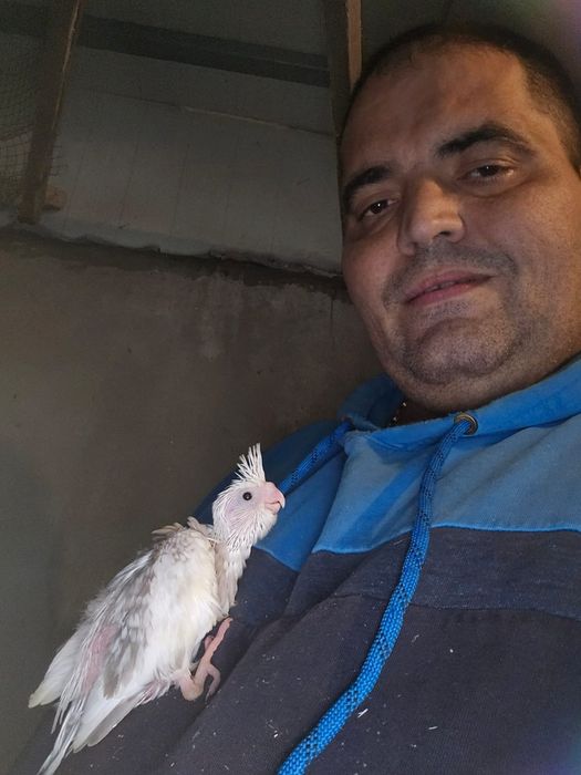 Pui nimfa de crescut la seringa