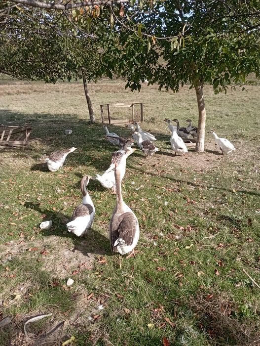 Vând gâște tinere