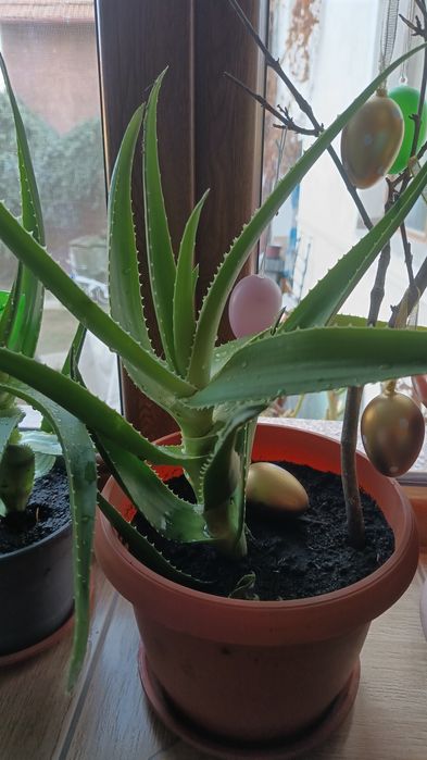 Aloe Vera plantä