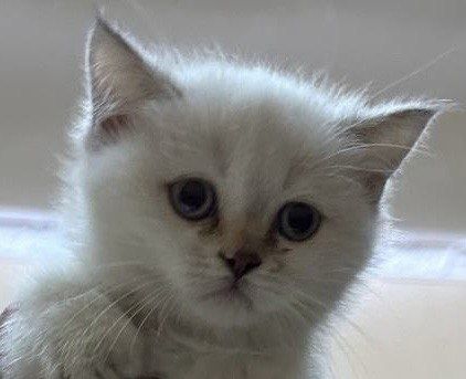 Продаётся породистый котенок девочка шиншилла окрас поинт