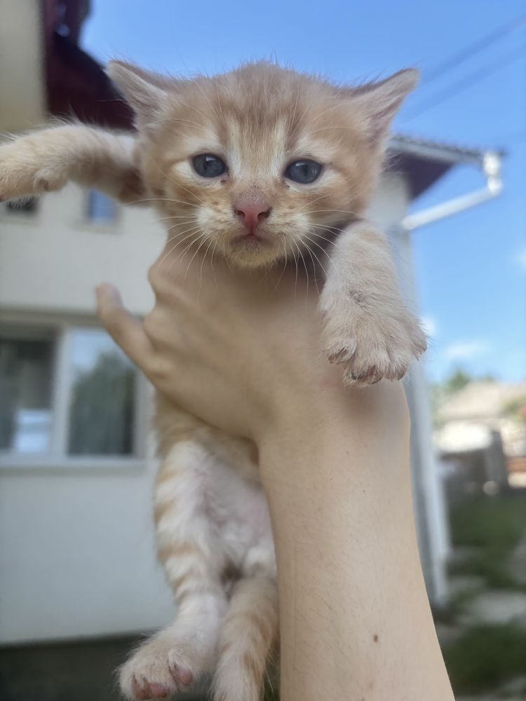 Donez 3 pisicuțe adorabile – disponibile la 6-7 săptămâni