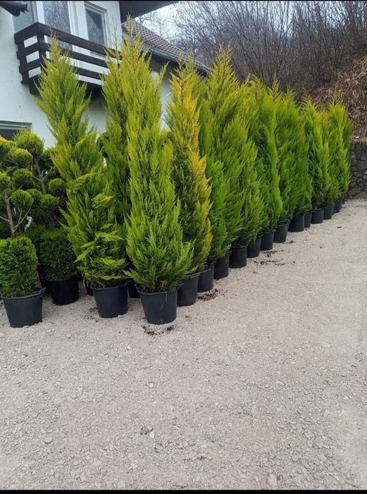 Leylandi cupressus, Livrare gratuita oriunde în Țară