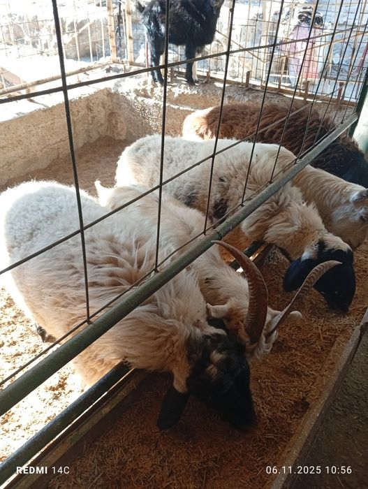 Бугоз экиззой куйлар тезда сотилади шошилинг йеб ичиши кайфияти ало!