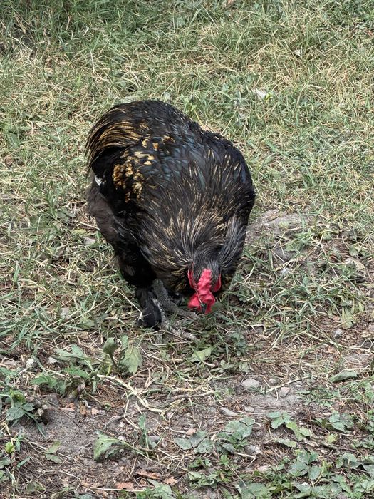 Cocos araucana 2024 de vanzare