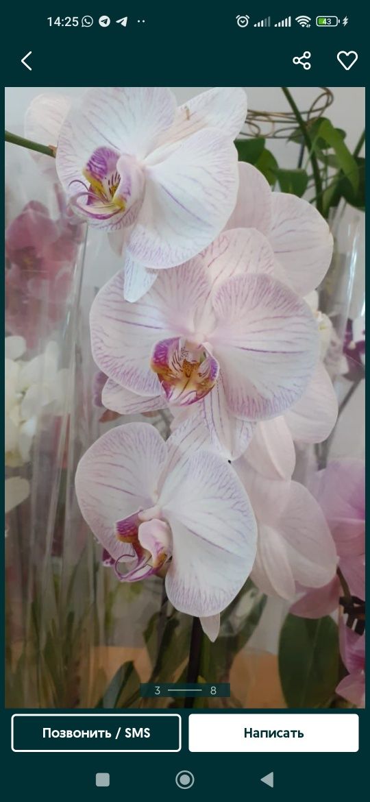 Орхидеи и фиалки