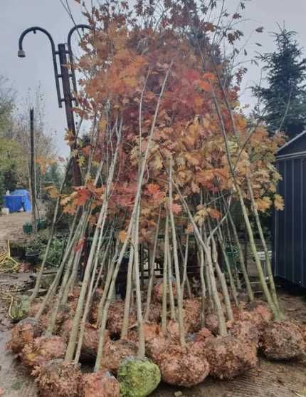 Mesteacan Alb Betula Alba