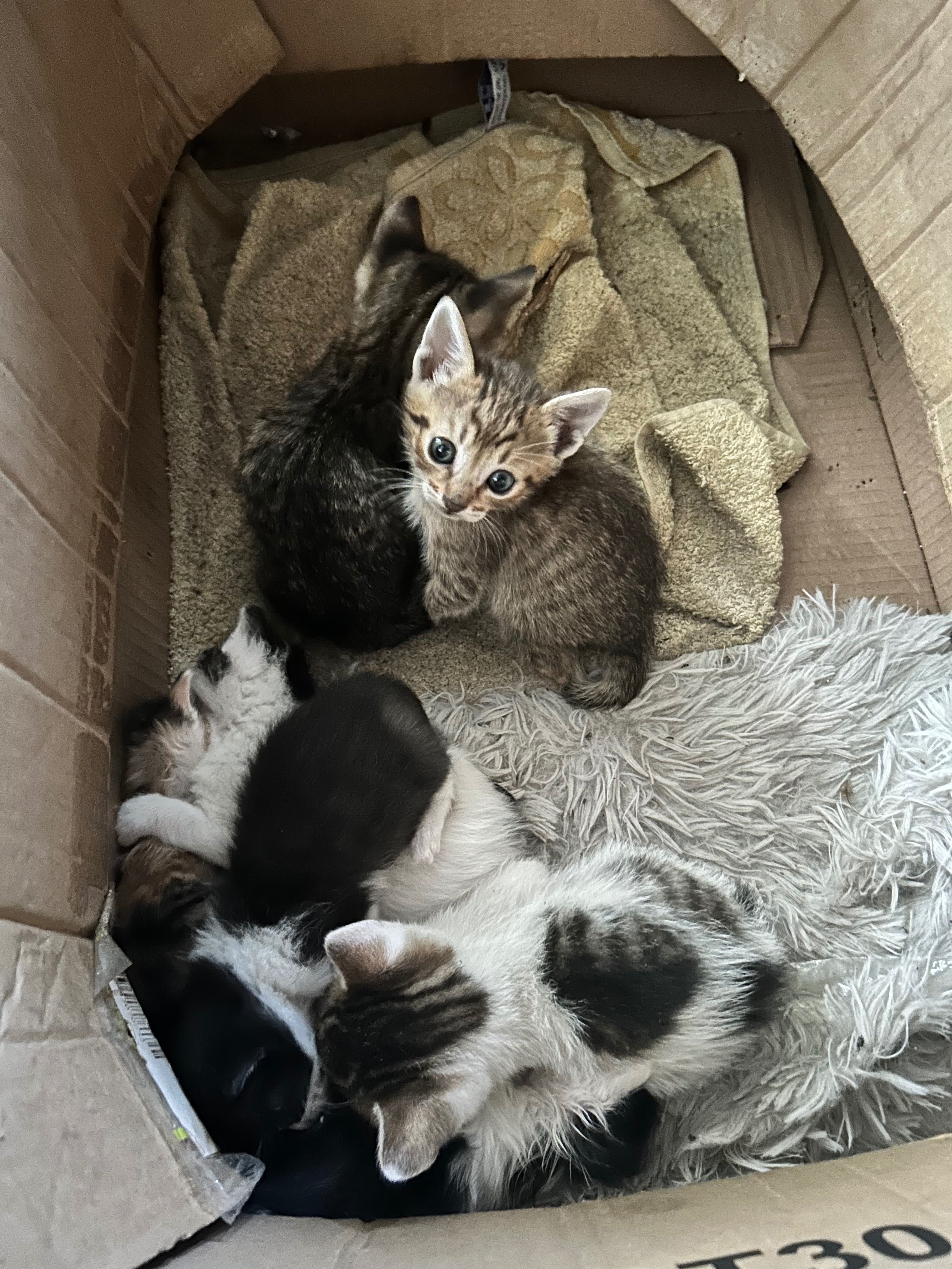 Подарявам котенца