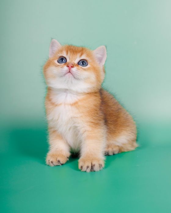 Золотой котенок. Золотая Шиншилла