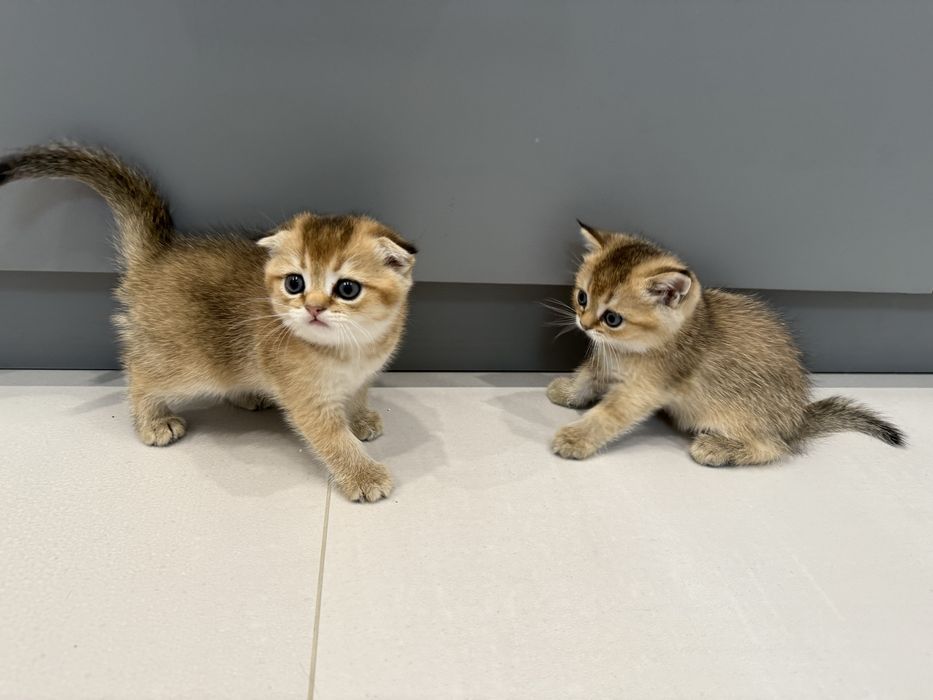 Продаются котята золотая шиншилла