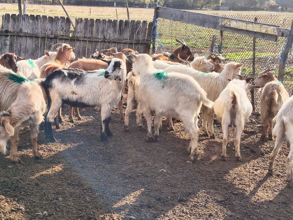 Vând capre și iezi