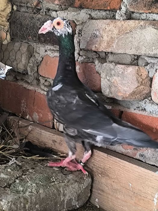 Porumbei Carieri